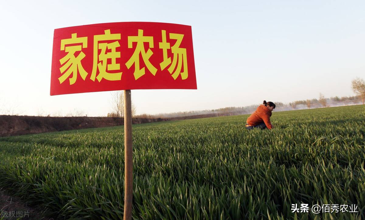 豪横：江西种植大户发年终奖，480万摆在桌上，上百位种植户收益