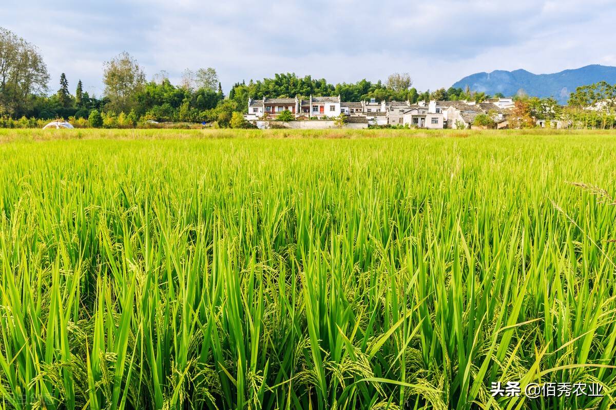 豪横：江西种植大户发年终奖，480万摆在桌上，上百位种植户收益