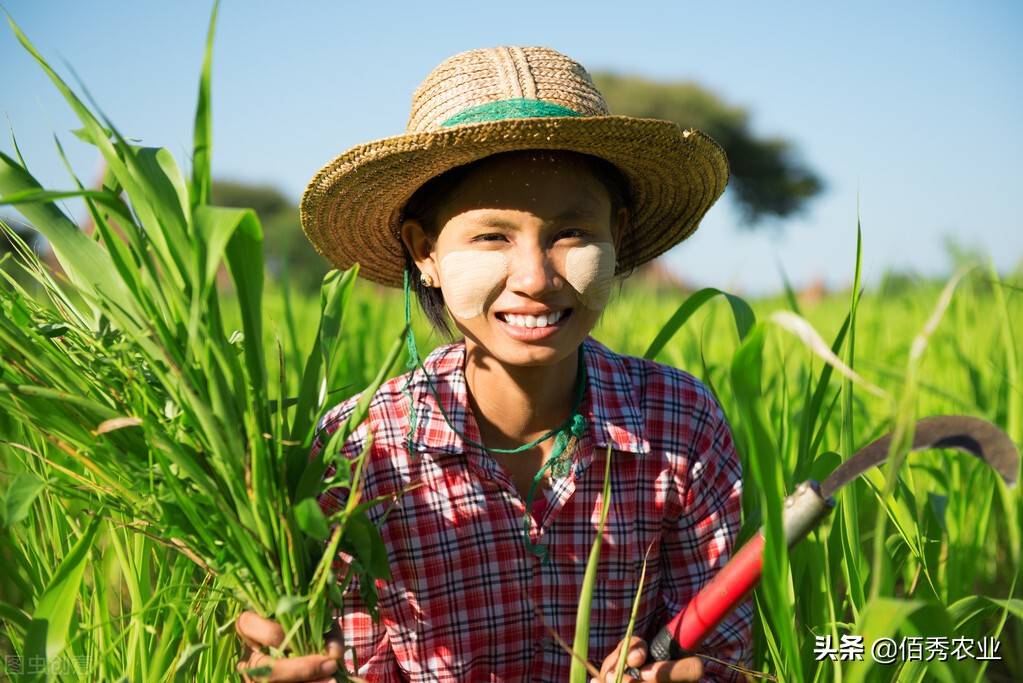 豪横：江西种植大户发年终奖，480万摆在桌上，上百位种植户收益