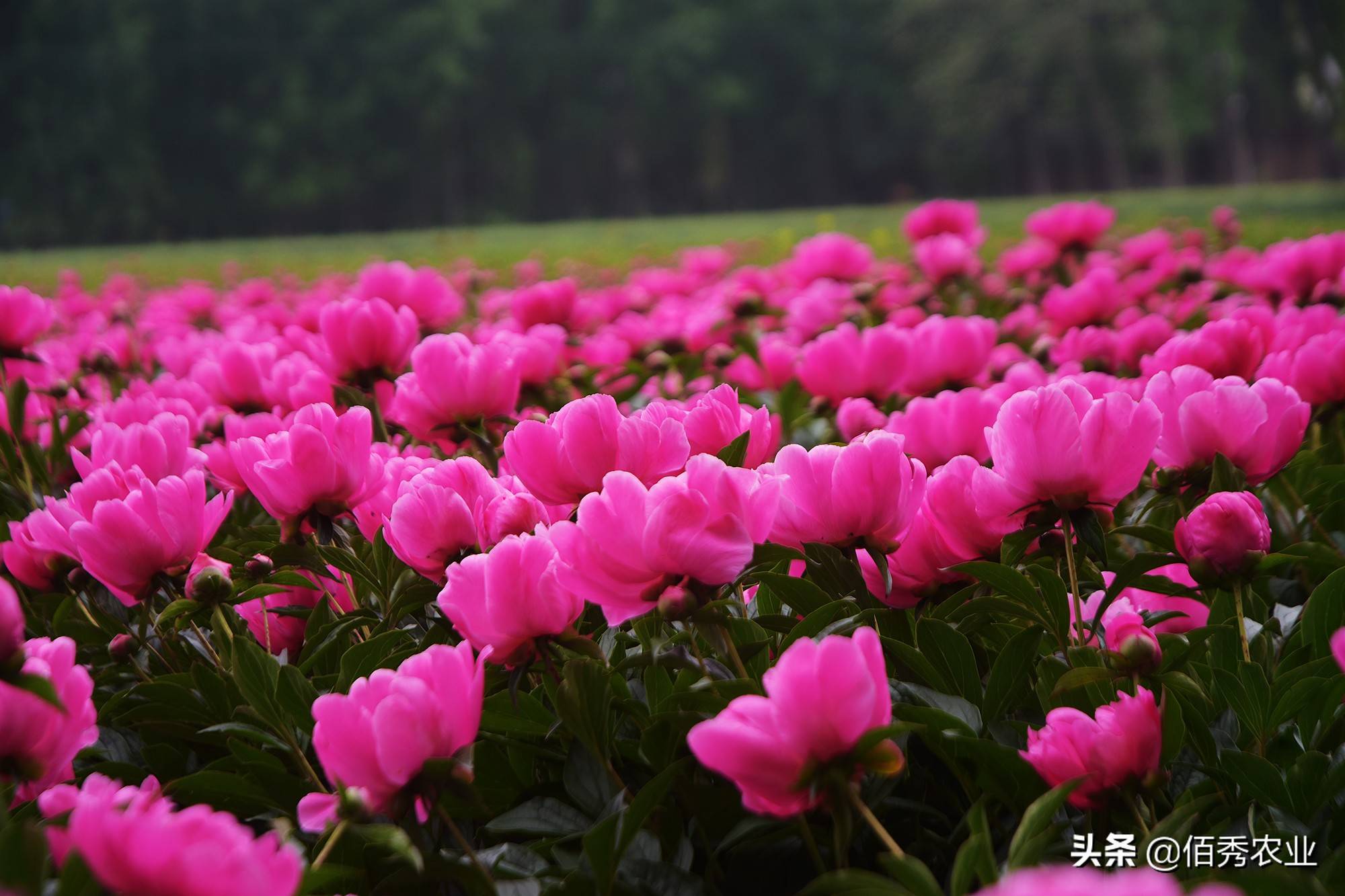 中药材涨价，农民种植反而陷入迷茫，未来5年能赚钱的品种有哪些