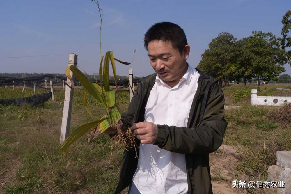 中药材涨价，农民种植反而陷入迷茫，未来5年能赚钱的品种有哪些