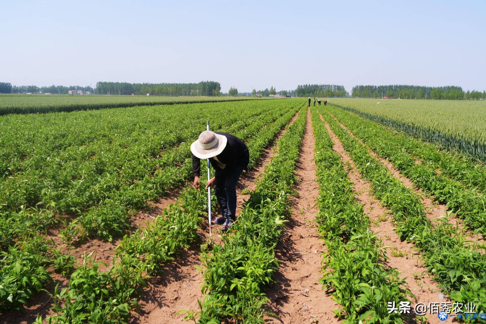 农村有6亩土地，想种植中药材，种什么能年收入5万元，又不愁销路