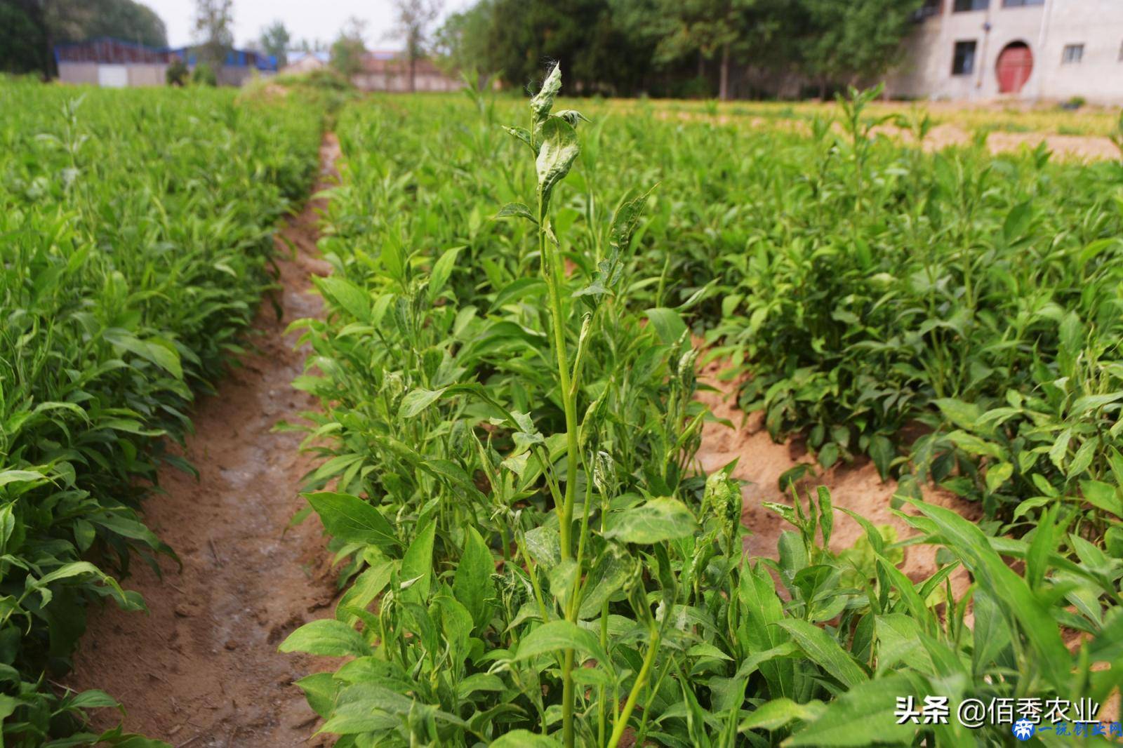 农村有6亩土地，想种植中药材，种什么能年收入5万元，又不愁销路