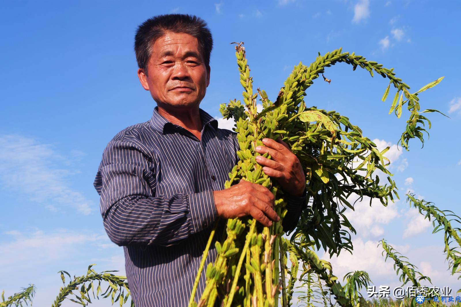 除草剂越普及，为啥杂草危害越严重？农业专家分析透彻