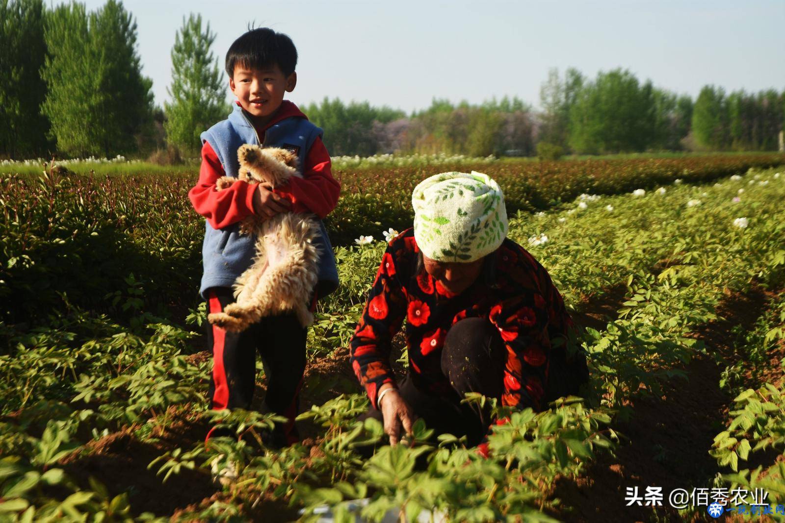 除草剂越普及，为啥杂草危害越严重？农业专家分析透彻