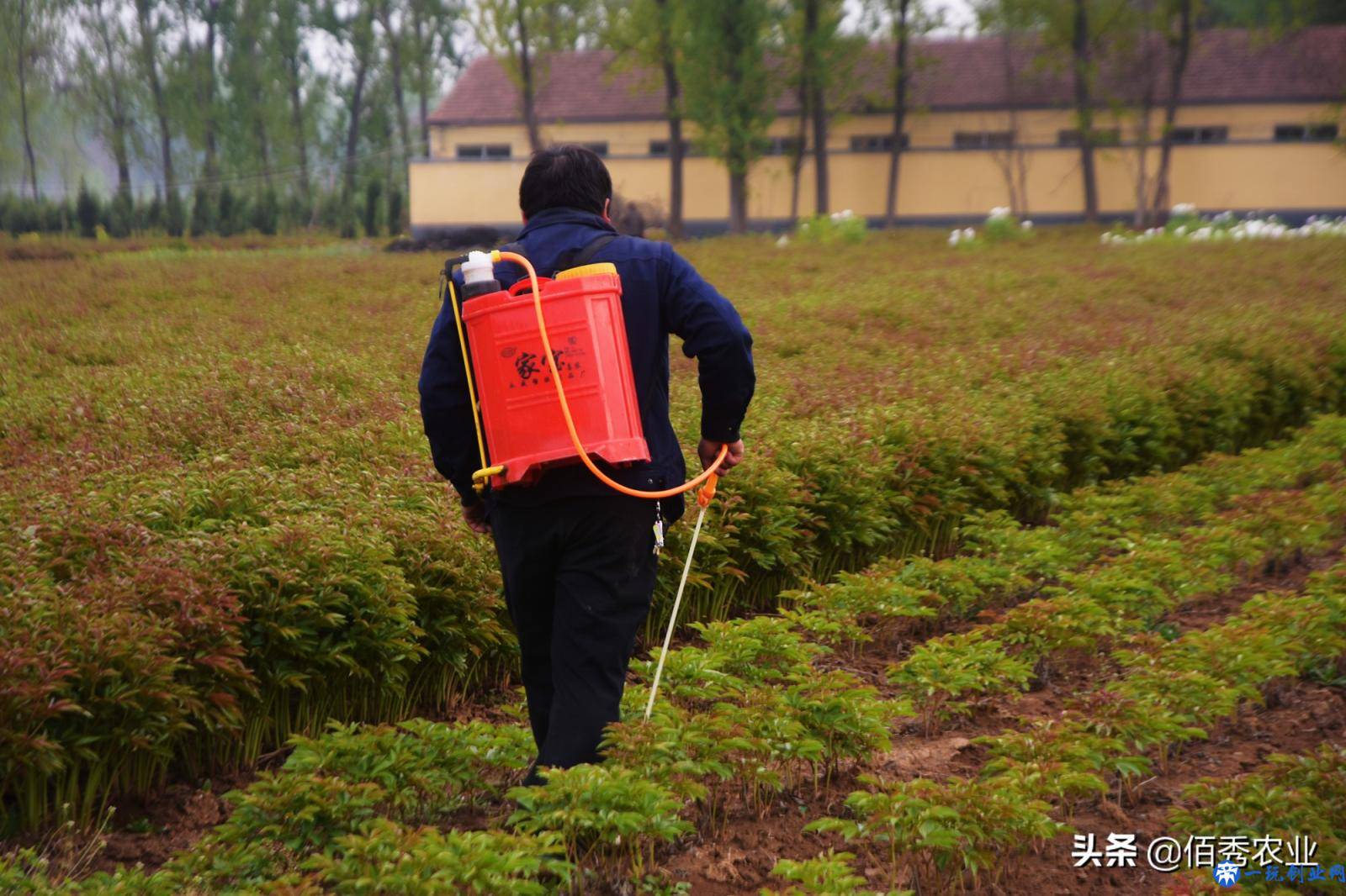 除草剂越普及，为啥杂草危害越严重？农业专家分析透彻