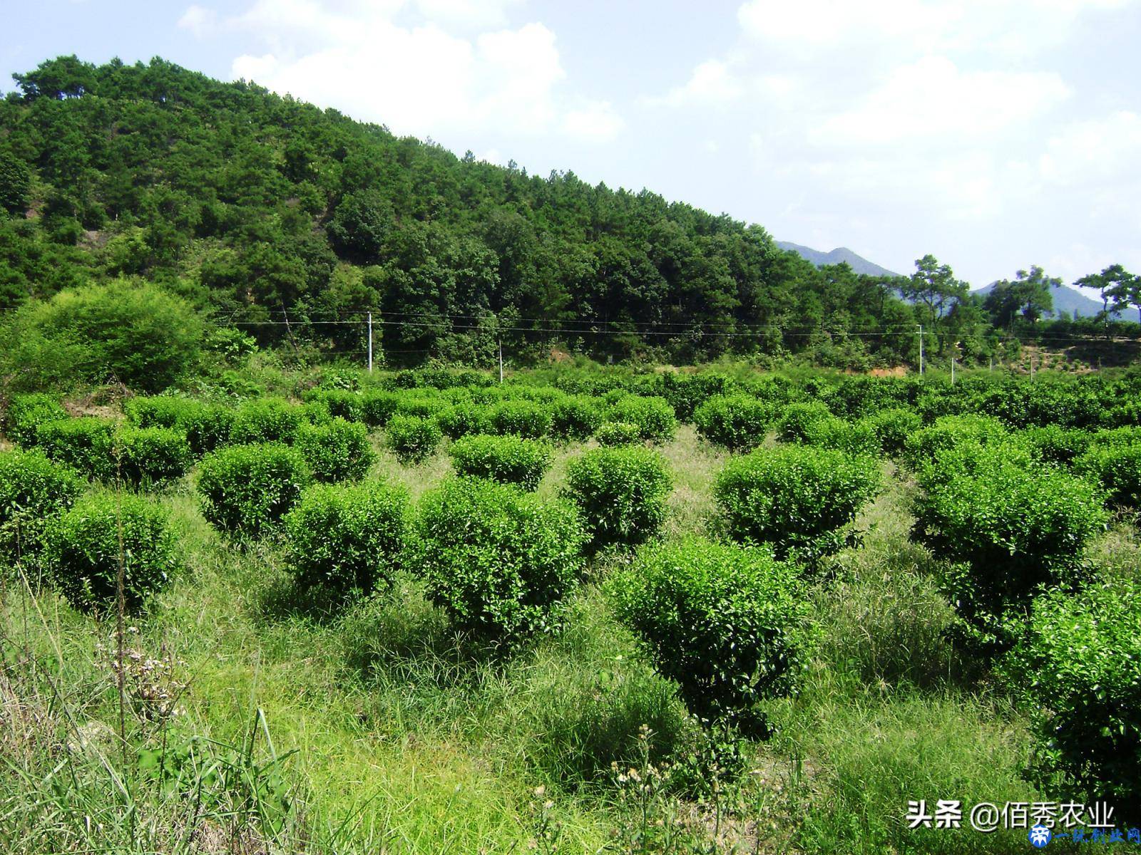 沙糖桔上市遇“寒冬”，种植户无利可图，广西农民凭“硒”盼逆袭