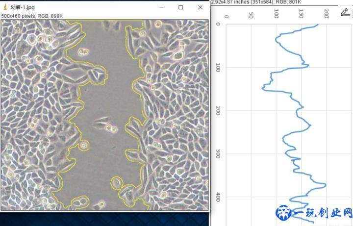 老司机带你解锁ImageJ划痕实验宽度分析
