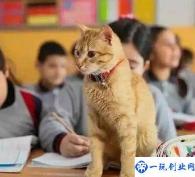 公司称猫5次入镜影响上课开除老师(2022年被公司辞退怎么赔偿)