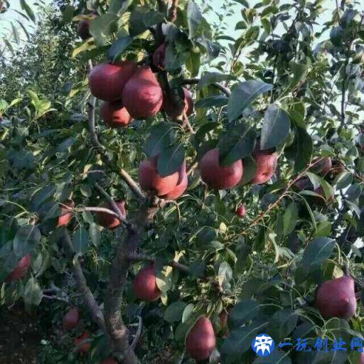 种植什么最赚钱？这3种农村种植致富项目，都说不愁没销路