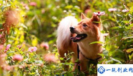 中华田园犬喜欢什么(中华田园犬的优缺点)