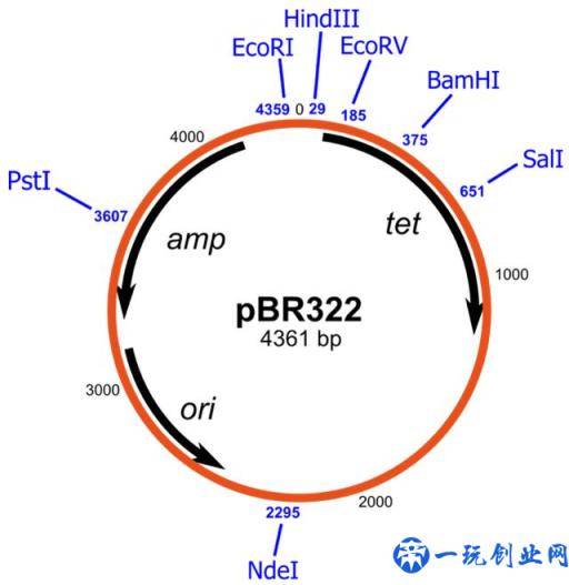 破译质粒图谱需要掌握哪些知识点呢？