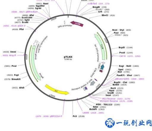 破译质粒图谱需要掌握哪些知识点呢？