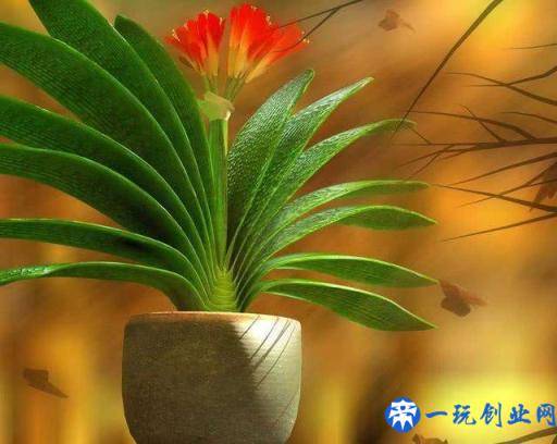 7种适合养在窗台上的花，不但花期长，开花漂亮还都超好养