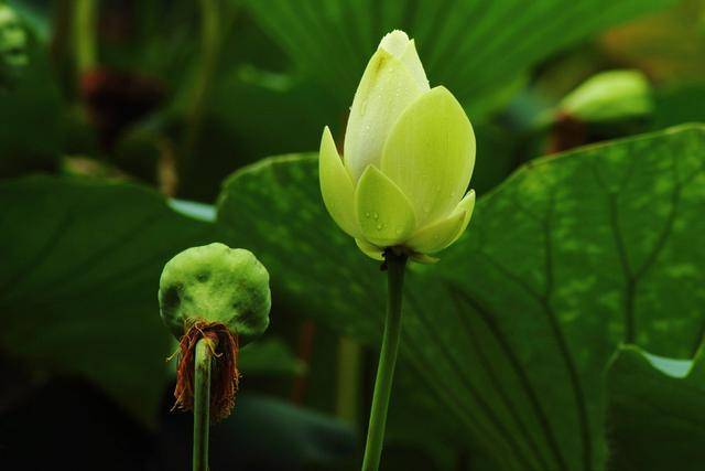 诗词中常常出现的"菡萏"原来是朵花！