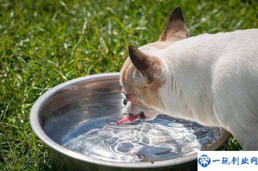 怎么选择狗碗？狗狗的碗选得不好，喝水都能喝出病