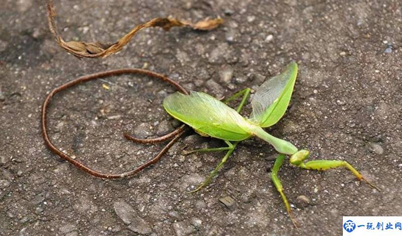 铁线虫控制螳螂原理（会寄生在人体吗）