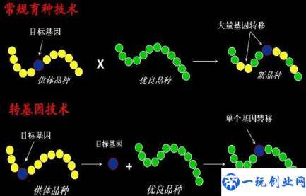 关于“转基因食品”，这些知识你了解吗？