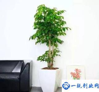 什么植物吸甲醛最好最快(除甲醛排名植物)