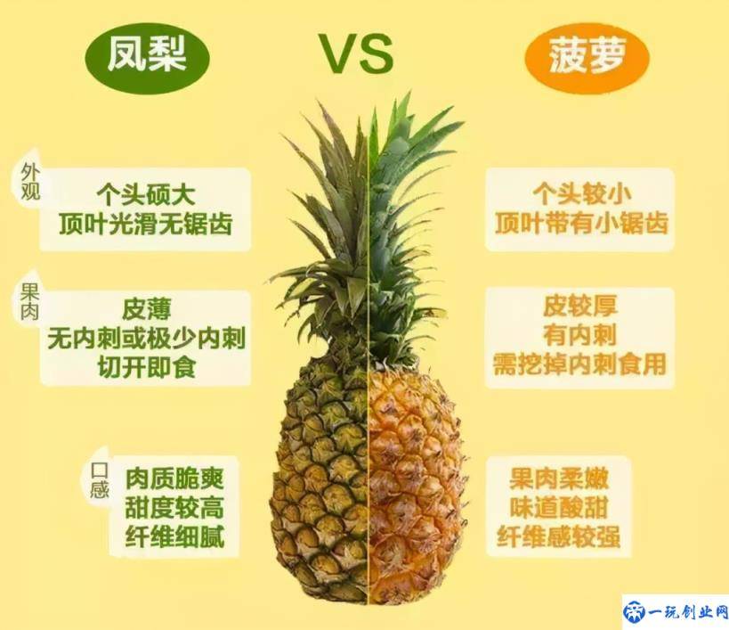 菠萝和凤梨的区别如何区别(凤梨是降火还是上火)