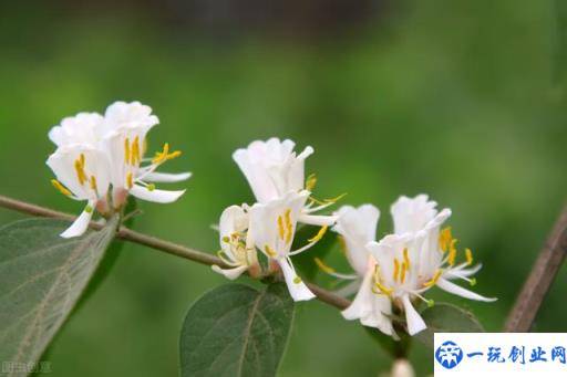 金银花的栽培技术，种植金银花时候我们需注意什么，进来学学