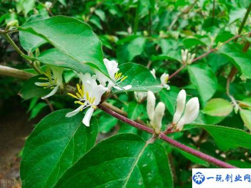 金银花的栽培技术，种植金银花时候我们需注意什么，进来学学