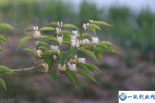 金银花的栽培技术，种植金银花时候我们需注意什么，进来学学