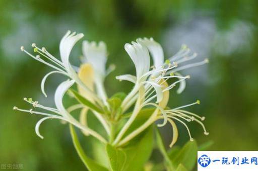 金银花的栽培技术，种植金银花时候我们需注意什么，进来学学