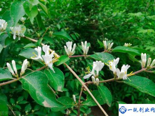 金银花的栽培技术，种植金银花时候我们需注意什么，进来学学