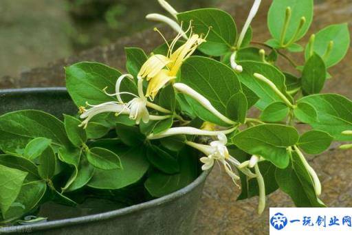 金银花的栽培技术，种植金银花时候我们需注意什么，进来学学