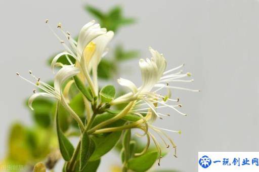 金银花的栽培技术，种植金银花时候我们需注意什么，进来学学