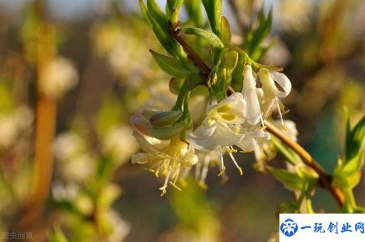 金银花的栽培技术，种植金银花时候我们需注意什么，进来学学