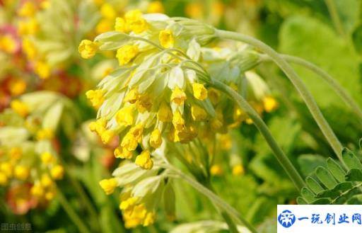 金银花的栽培技术，种植金银花时候我们需注意什么，进来学学