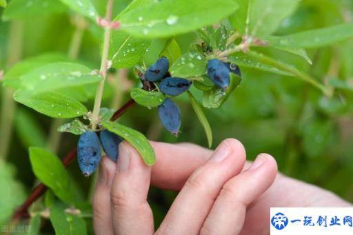 金银花的栽培技术，种植金银花时候我们需注意什么，进来学学