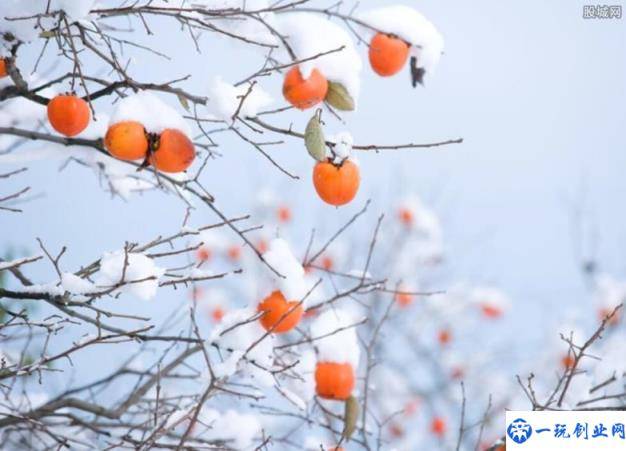 预警！今年是罕见的寒冬？小麦种植要小心 这几点要注意