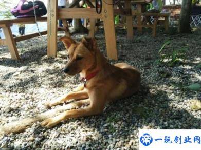 养中华田园犬注意事项(田园犬价格多少钱一只)