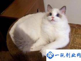 布偶猫怎么养越来越好看(布偶猫价格一览表2022)