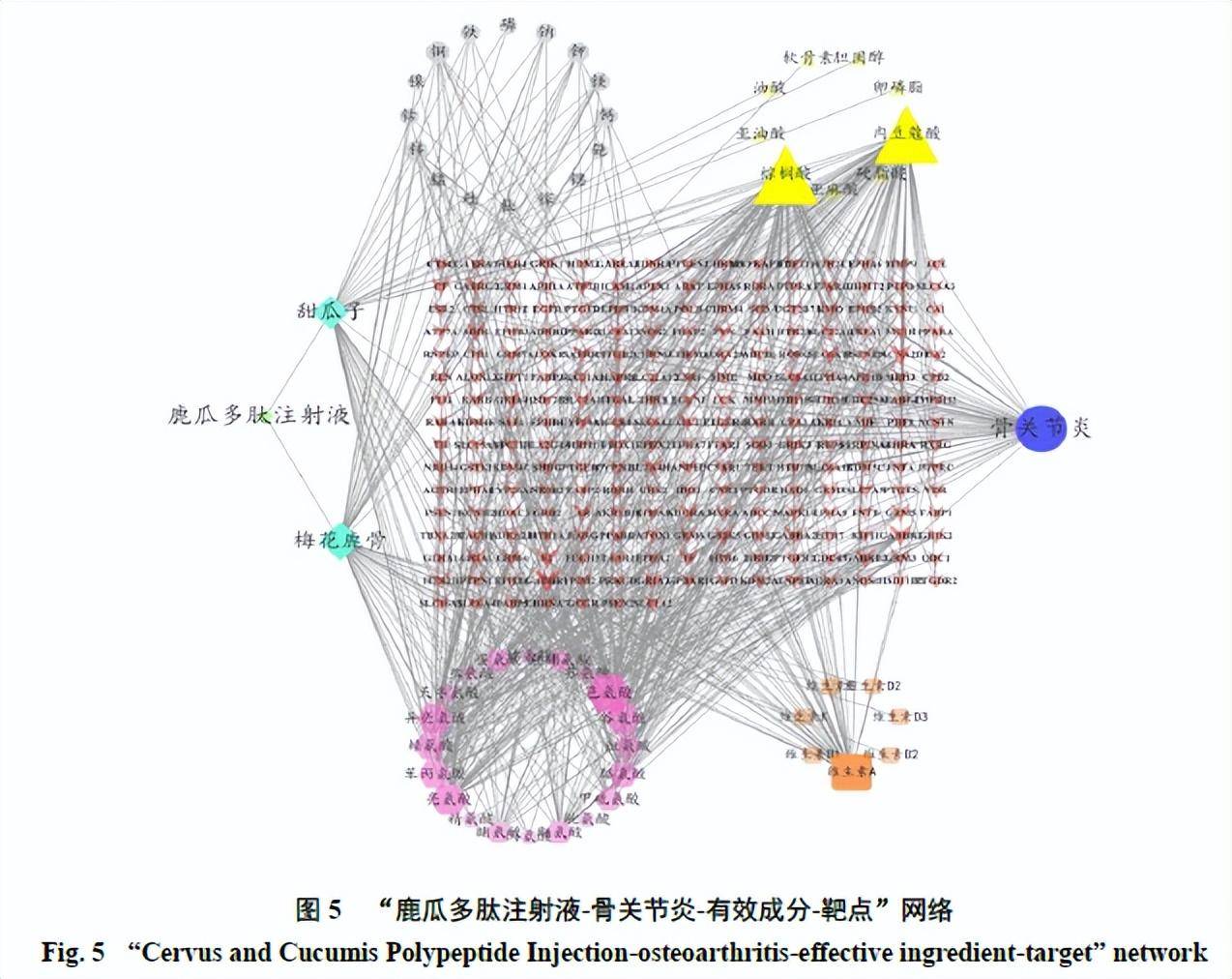 鹿瓜多肽作用与功效（鹿瓜多肽的药理作用）