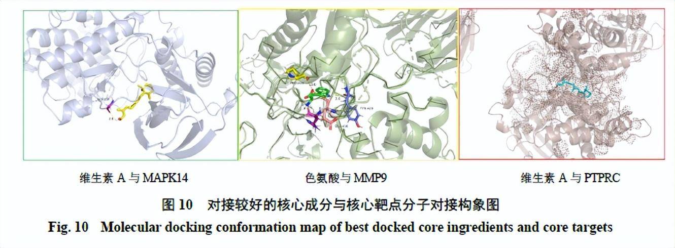 鹿瓜多肽作用与功效（鹿瓜多肽的药理作用）