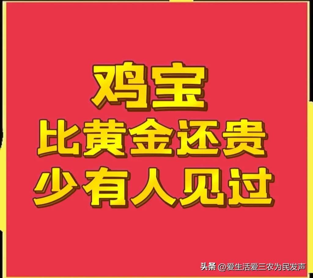 鸡宝是什么有什么用处（鸡宝有什么作用和功效）