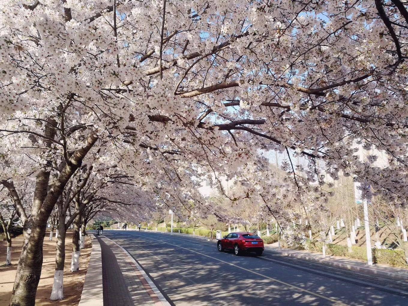 青岛景点介绍大全(青岛的著名景点有哪些)