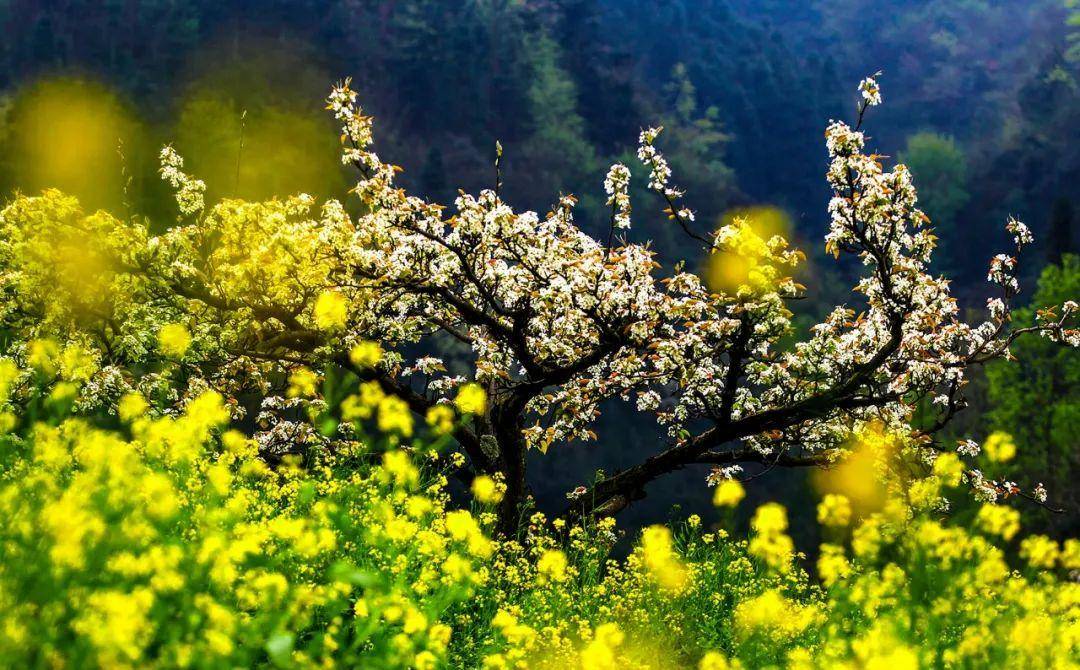 清明时节家家雨全诗(清明最好的十首诗)