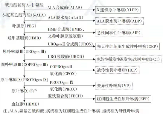 吸血鬼症是什么病(卟啉症牙齿会变尖吗)