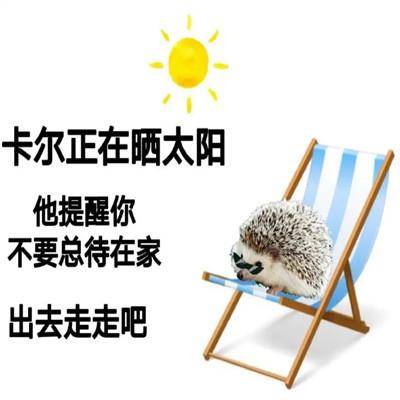 卡尔刺猬表情包(小刺猬表情包gif动图)