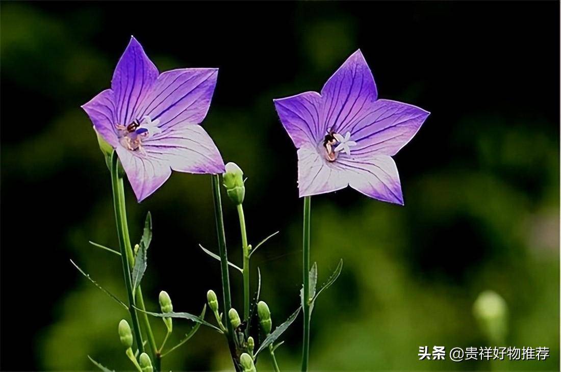 夏季的花朵有哪些(夏天十种最美的花)