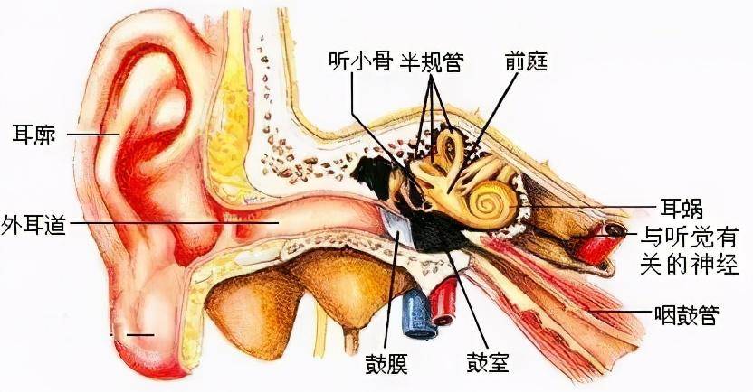 半规管的作用是什么(半规管灵敏有什么好处和坏处)