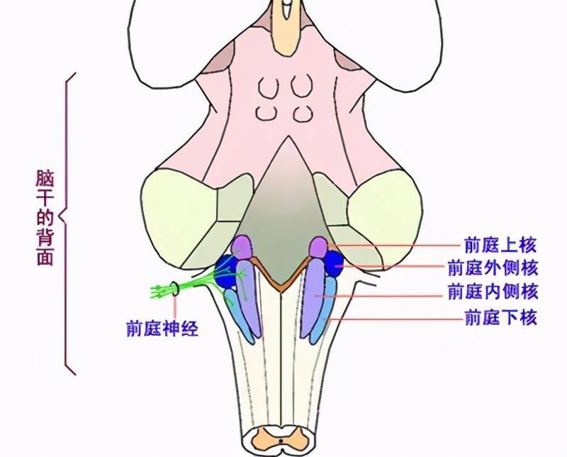 半规管的作用是什么(半规管灵敏有什么好处和坏处)