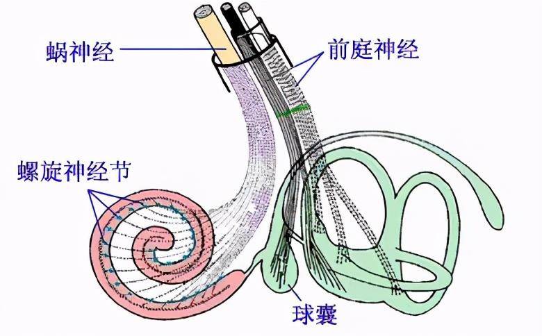 半规管的作用是什么(半规管灵敏有什么好处和坏处)