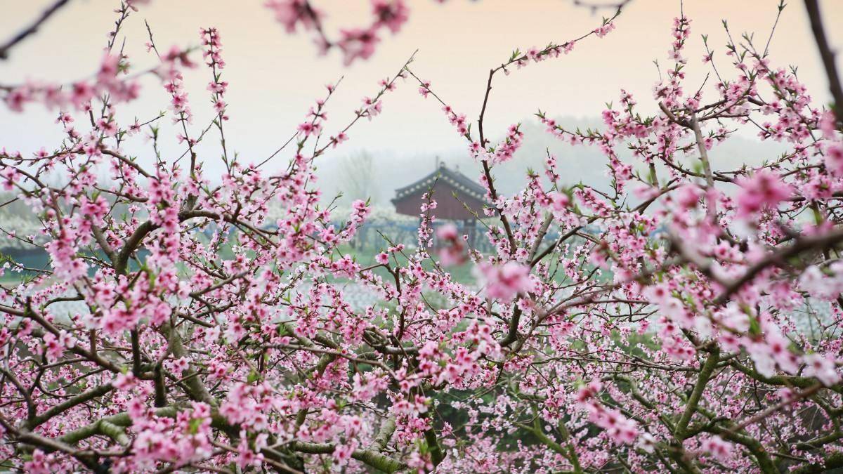 人面桃花别样红全诗意思(题都城南庄古诗词赏析)