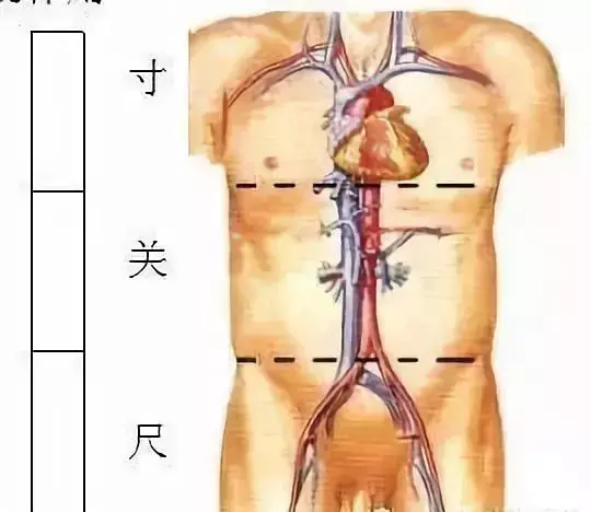 脉学之宗的医师是谁(把脉入门必背口诀)